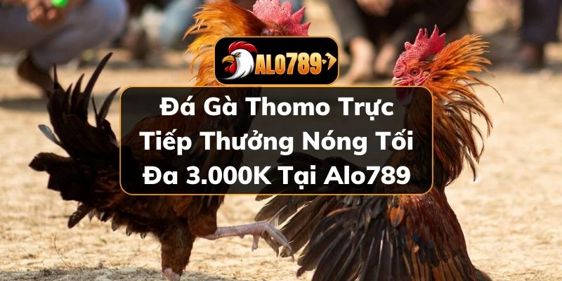 Đá gà Thomo